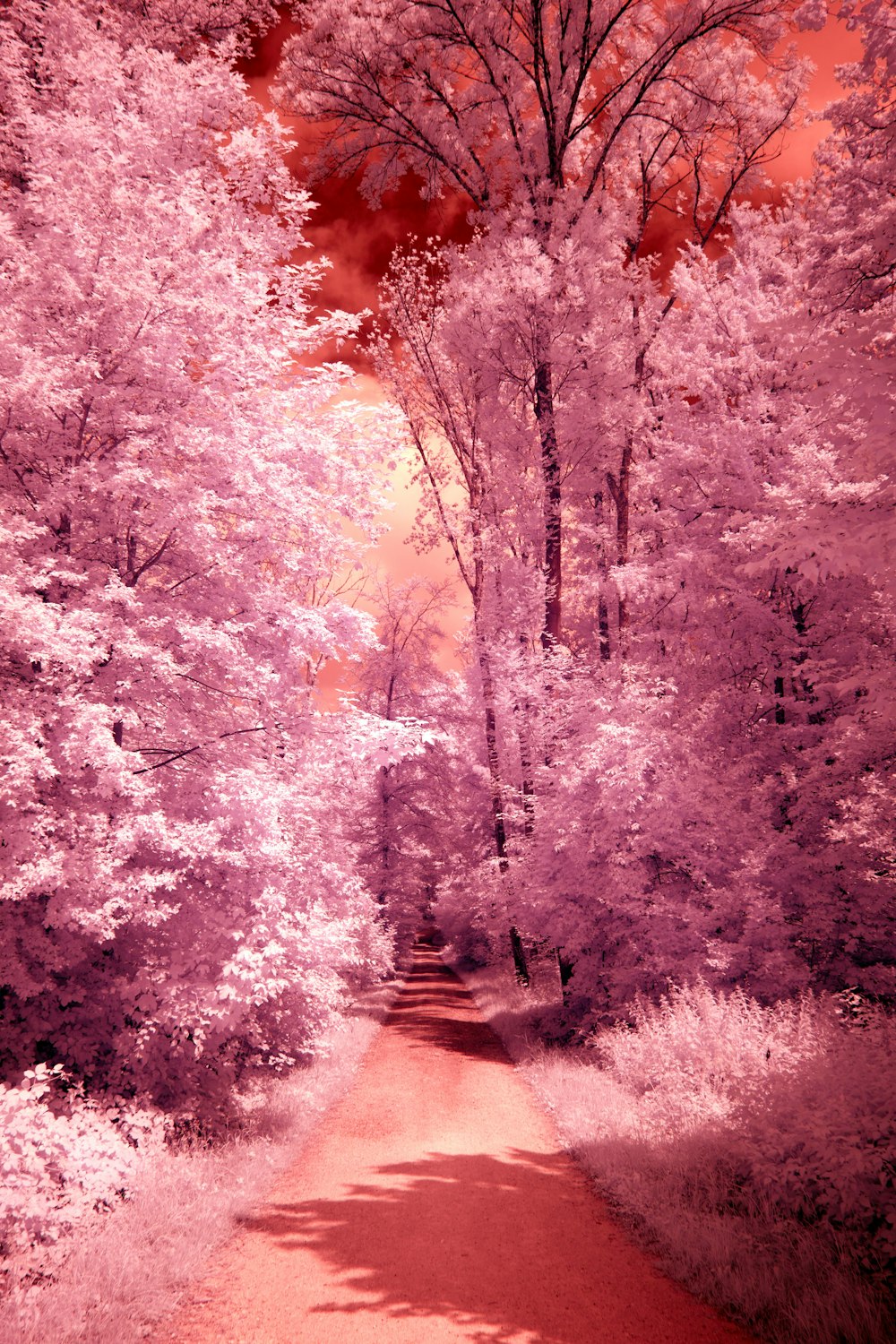 a red dirt road surrounded by pink trees