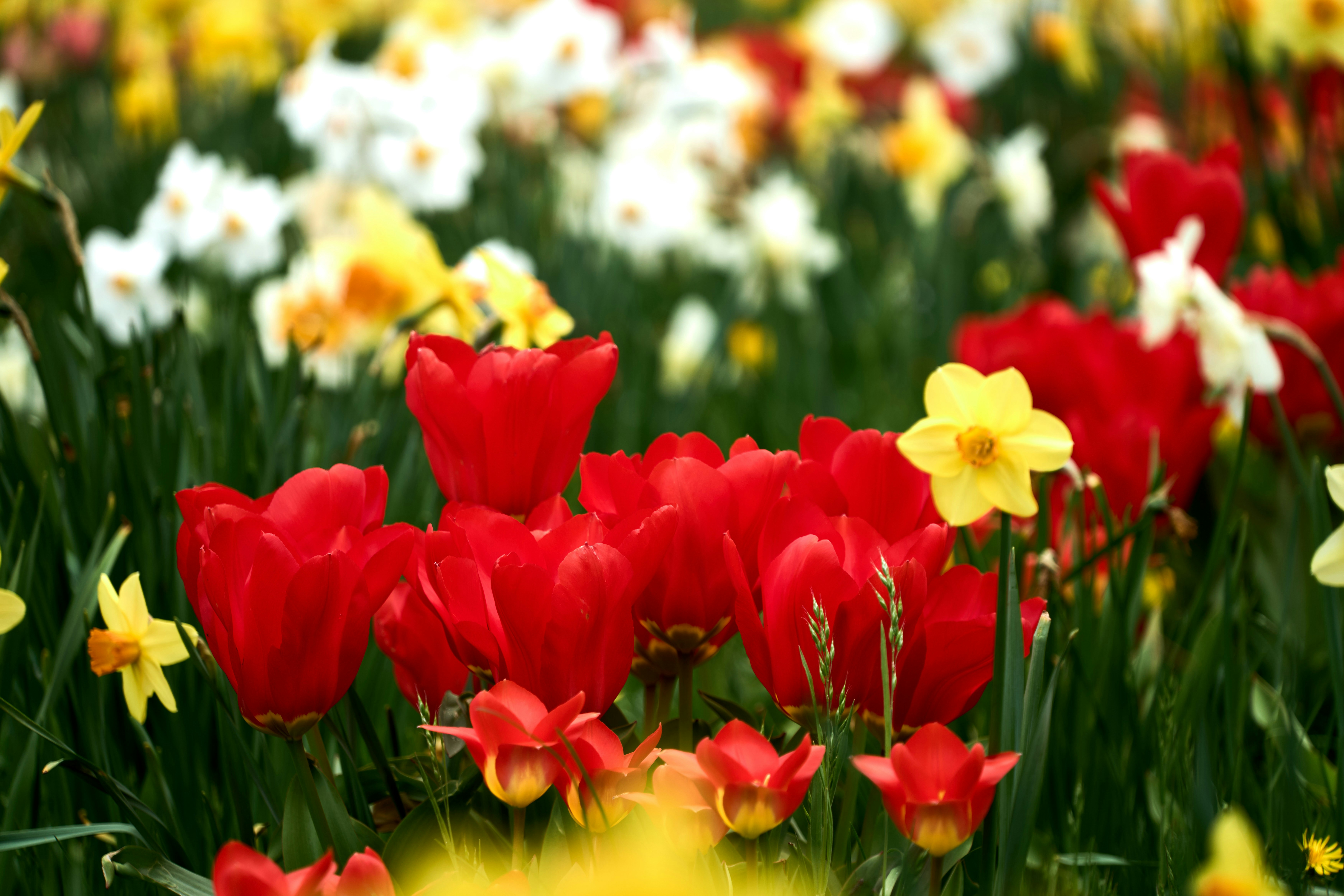 Photo by wolfgang_hasselmann