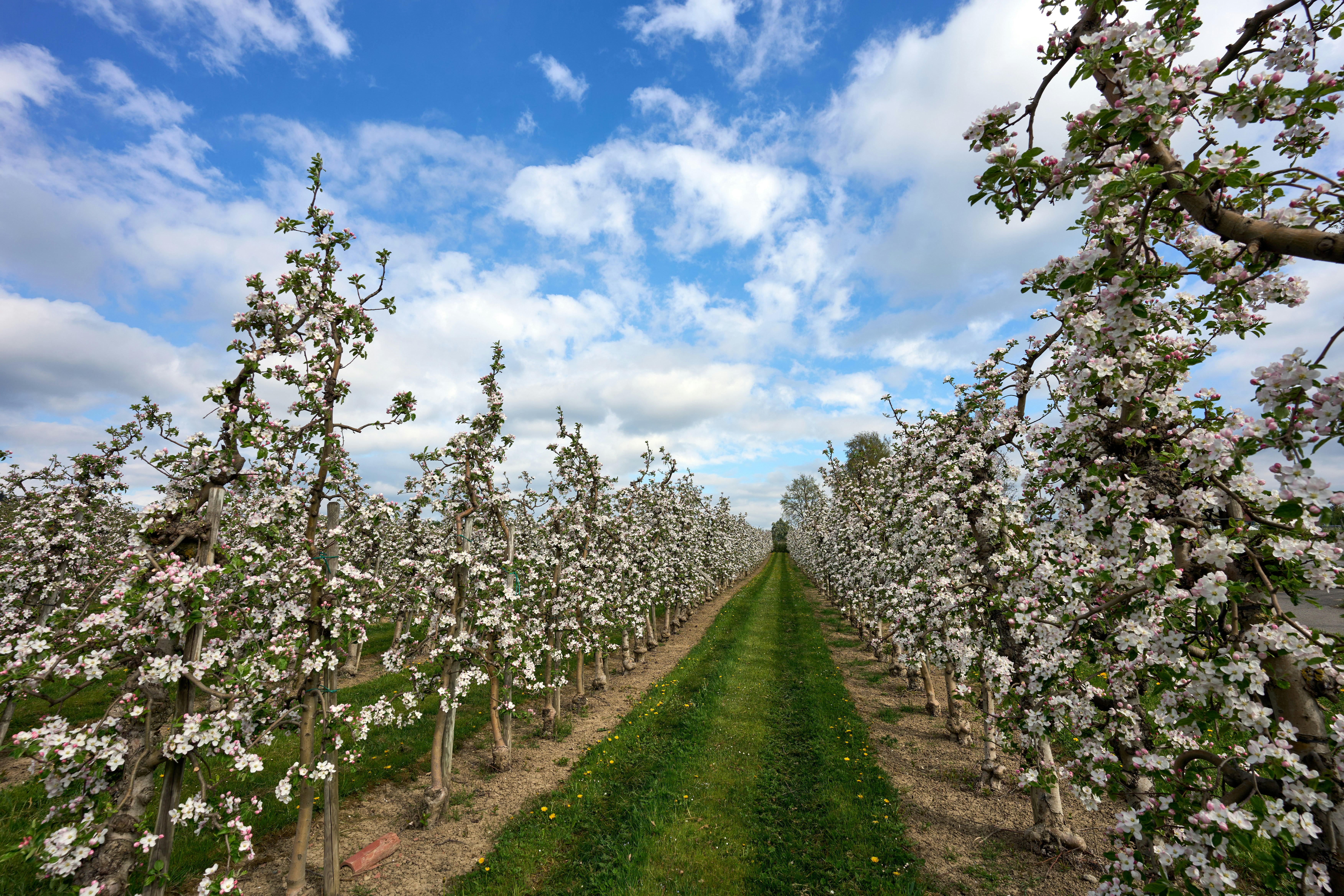 Photo by wolfgang_hasselmann