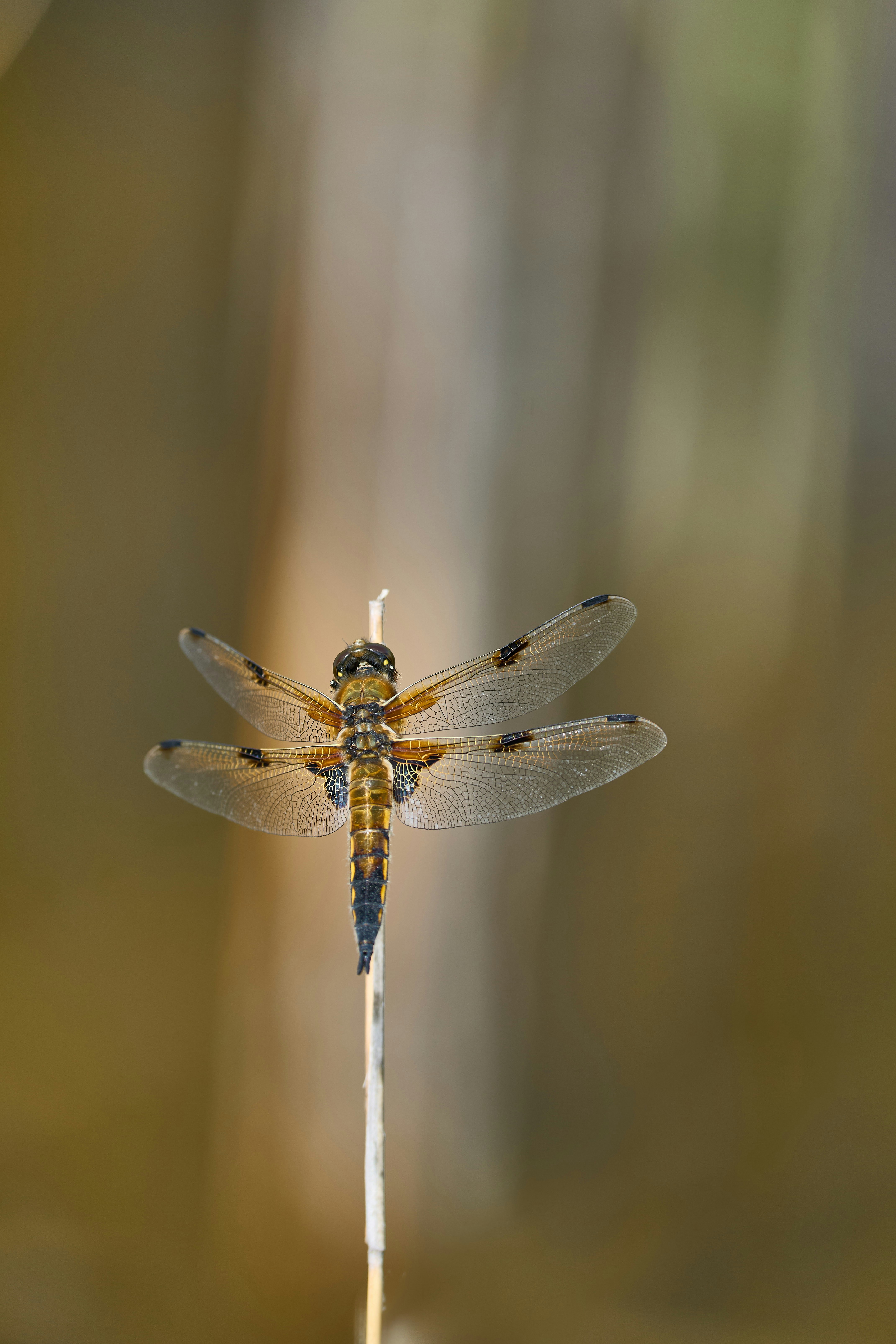 Photo by wolfgang_hasselmann