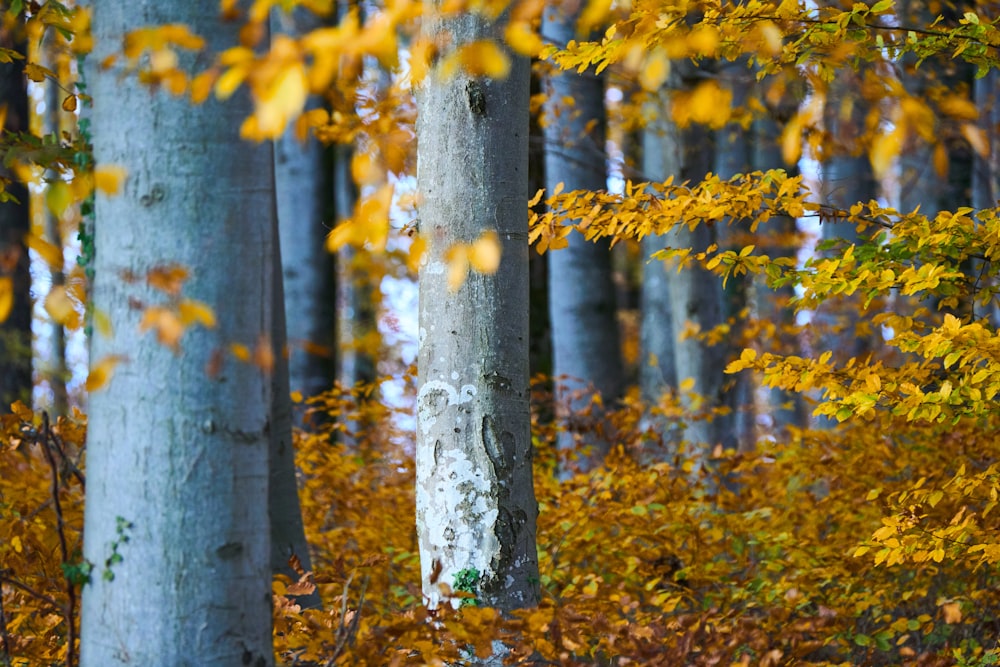 a forest filled with lots of trees covered in fall leaves