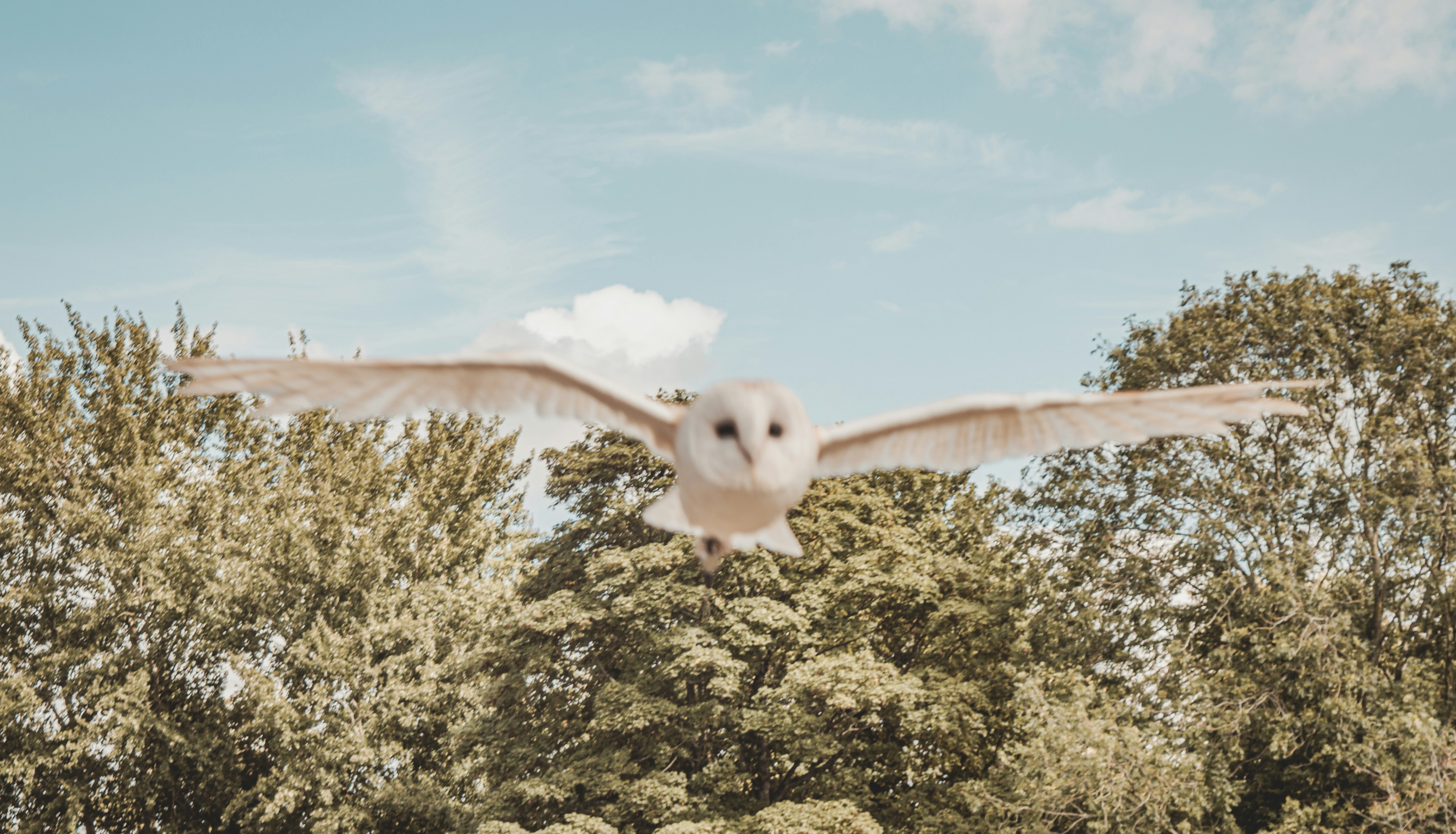 a white bird flying over a lush green forest