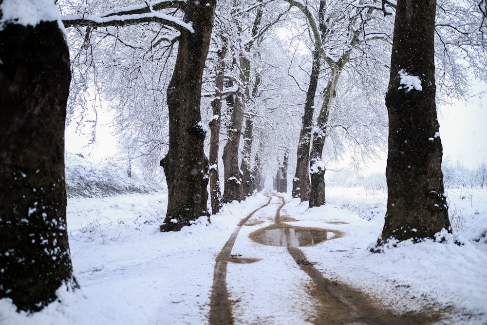 a snow covered path through a snowy forest