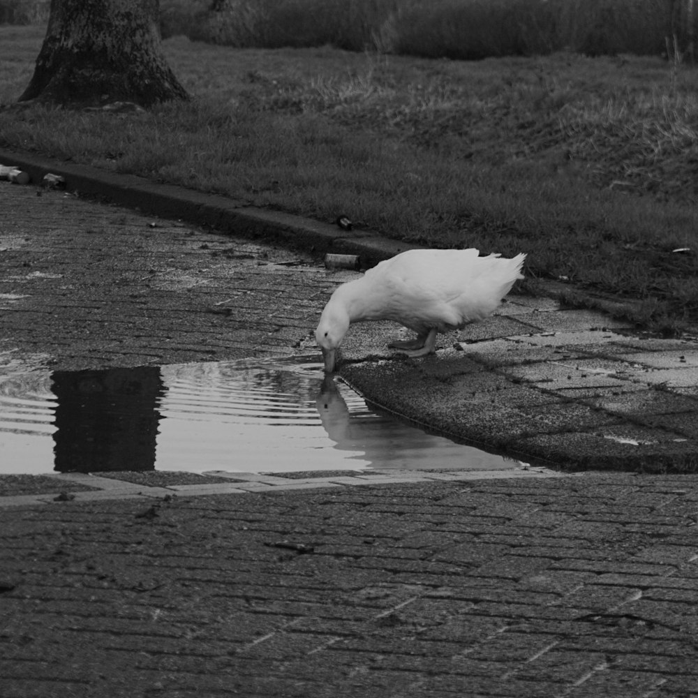 a white bird drinking water from a puddle