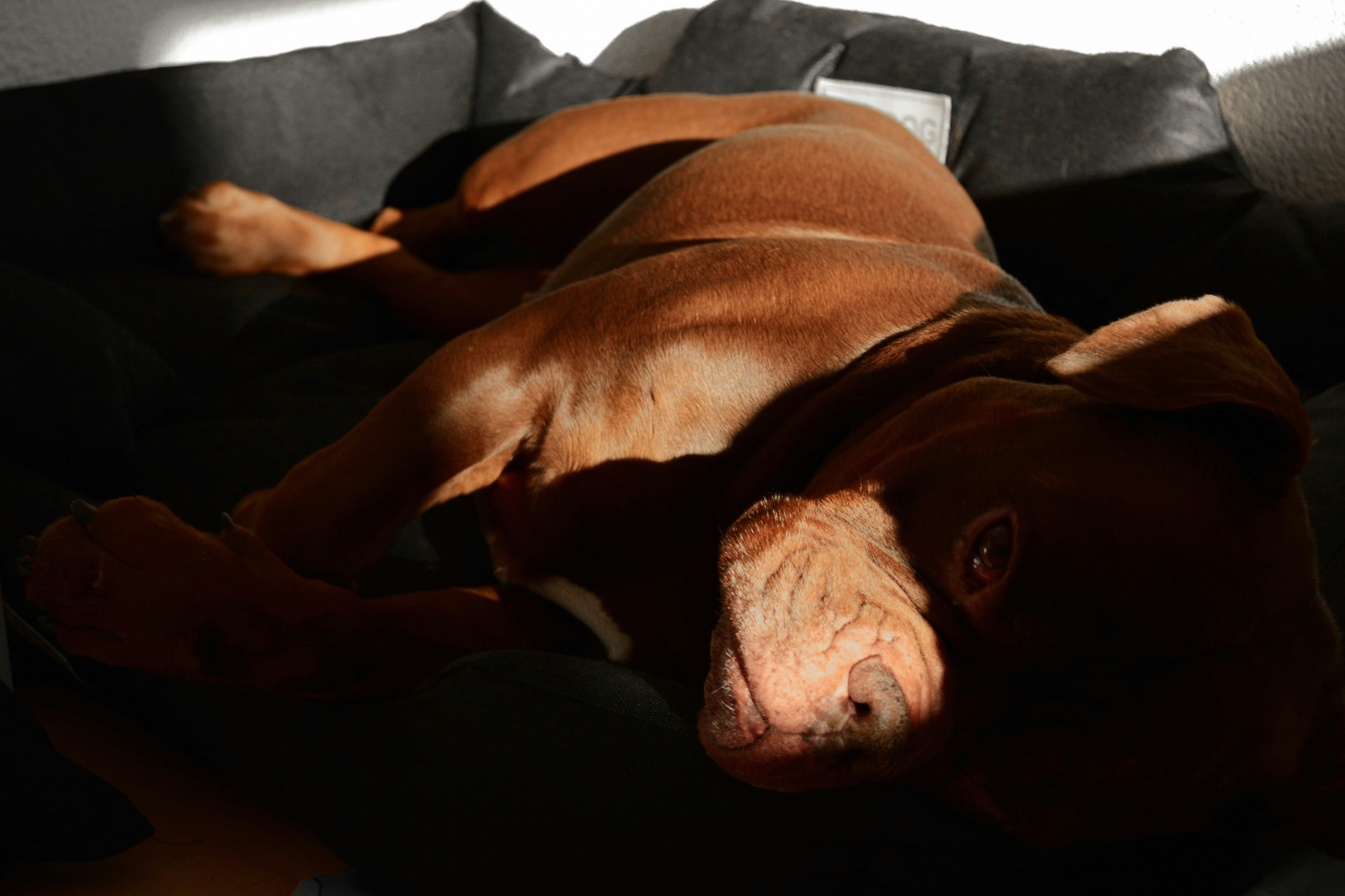 How You Can Support Your Dog’s Evening Routine