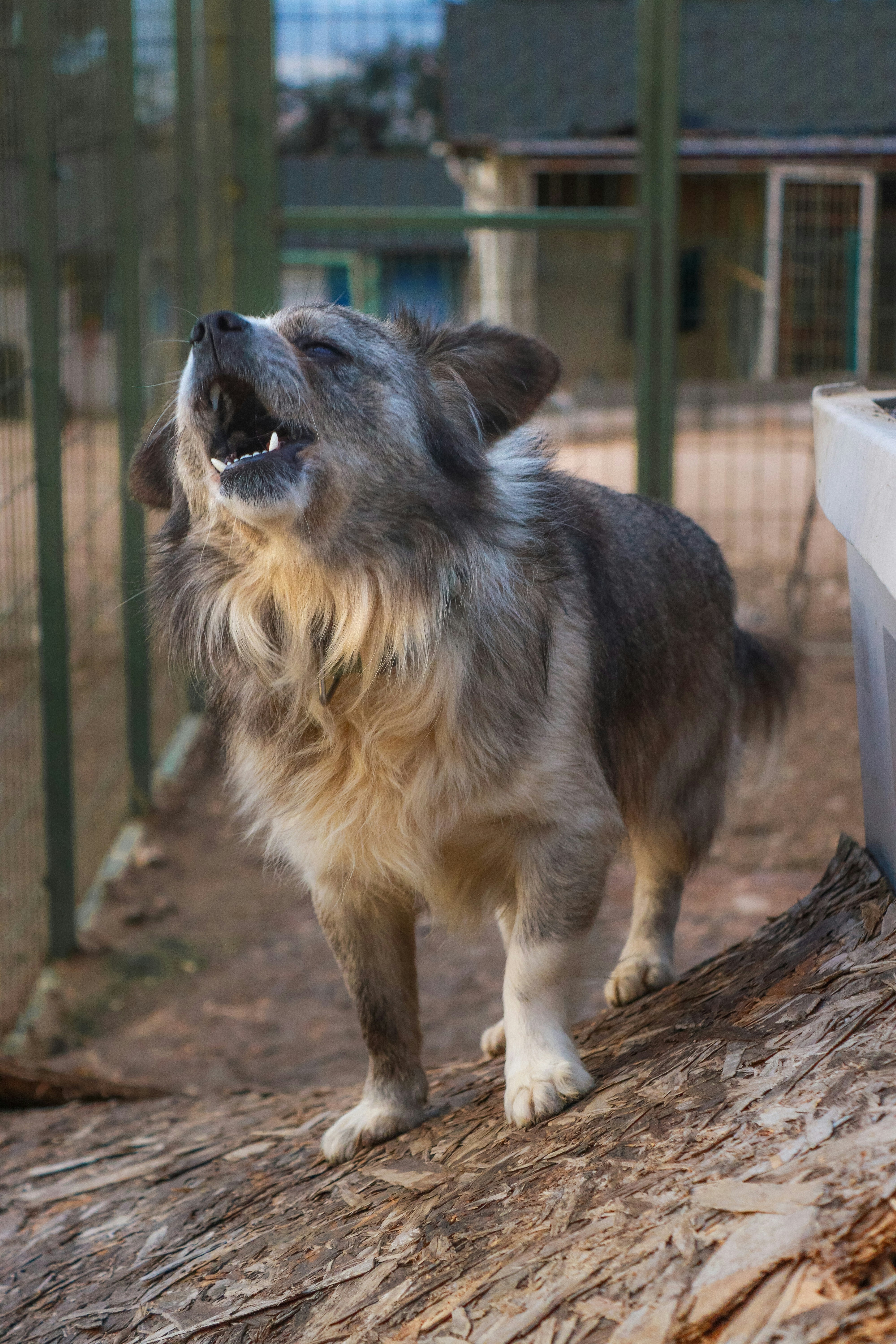 a dog standing on top of a tree trunk