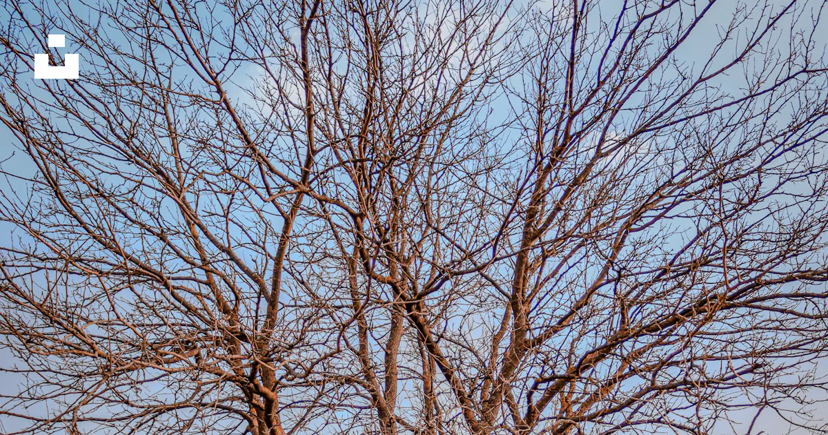 Unleafed Tree A bare tree with no leaves in a field photo – Free Sunset Image on Unsplash