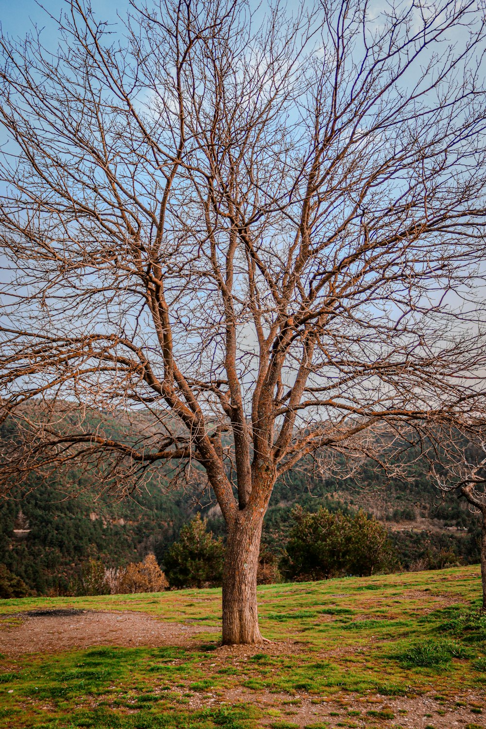 a bare tree with no leaves in a field