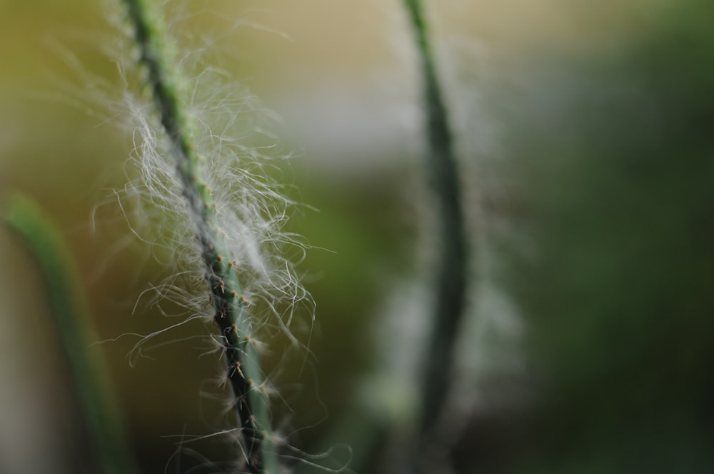 a close up of a plant with a blurry background