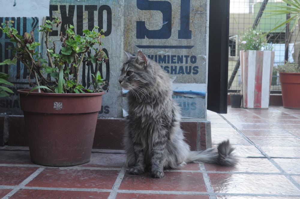 a cat sitting on the ground next to a potted plant