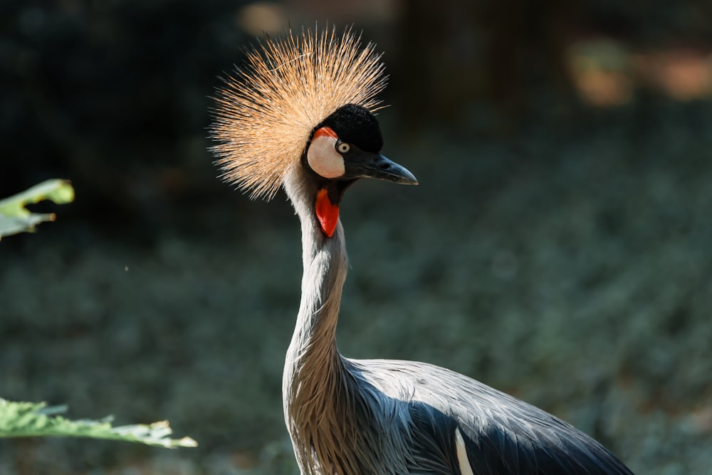 a close up of a bird with a mohawk on it's head