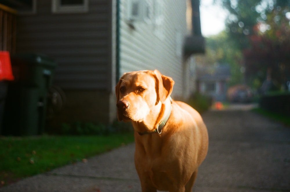 a brown dog standing on a sidewalk next to a house