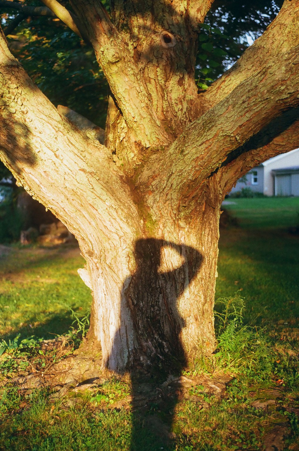 a shadow of a person standing next to a tree