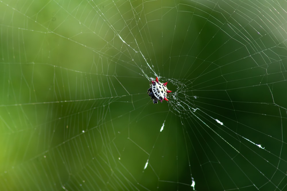 a close up of a spider's web with a blurry background