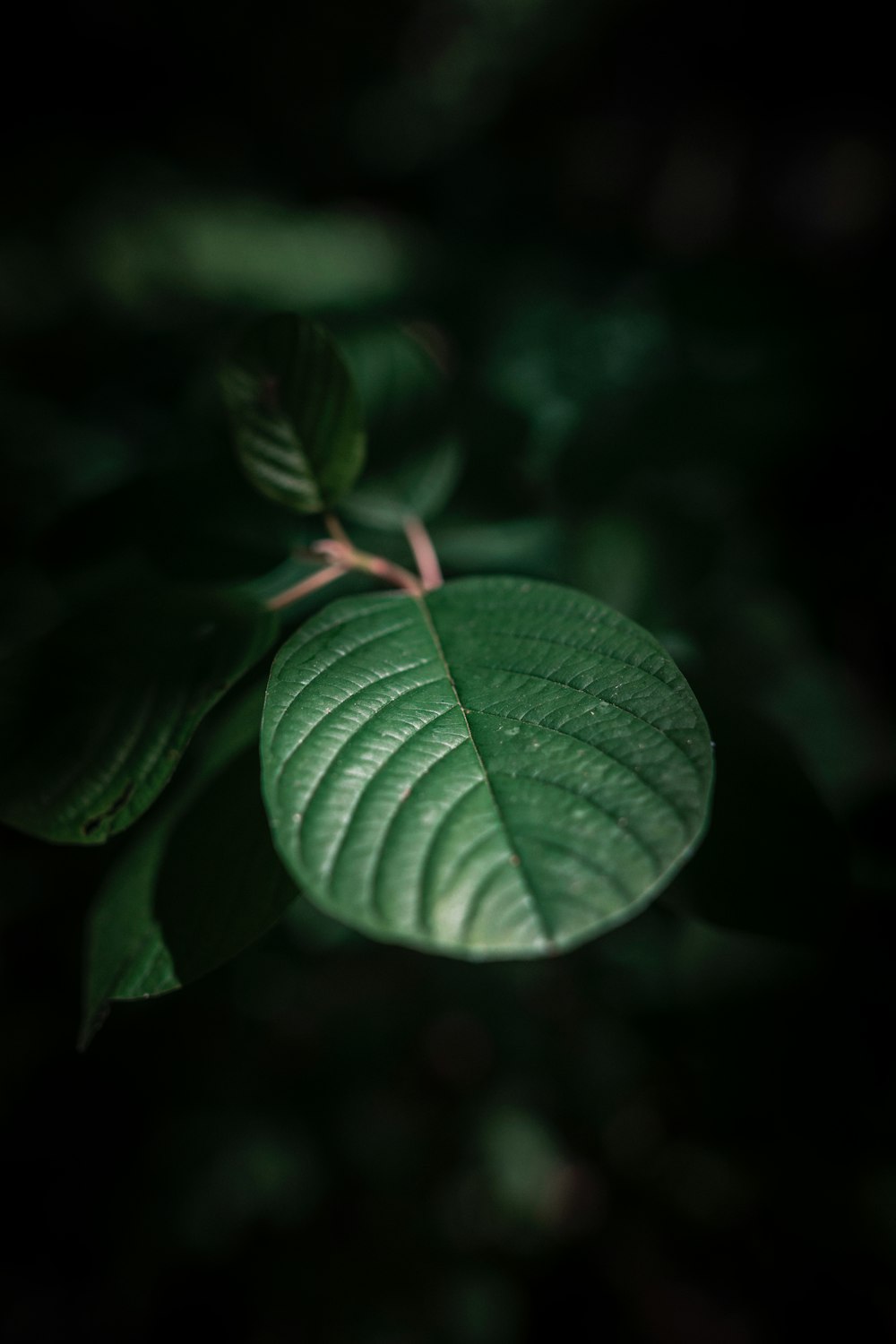 un primer plano de una hoja verde en un árbol