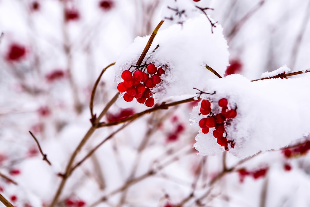 a branch with red berries covered in snow