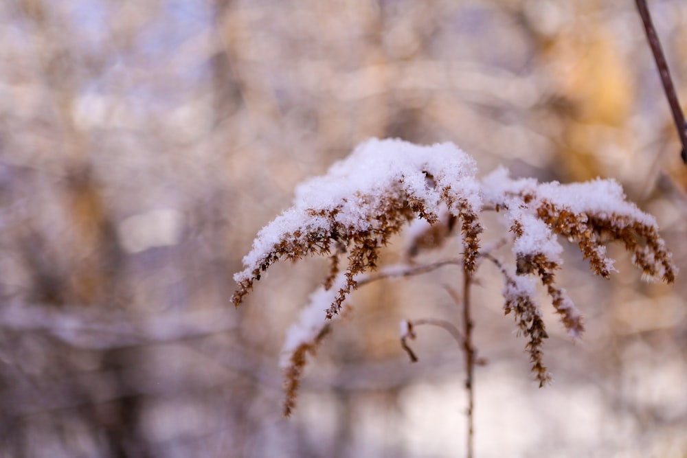 a plant covered in snow in a forest