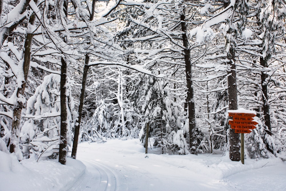 a trail in the woods covered in snow