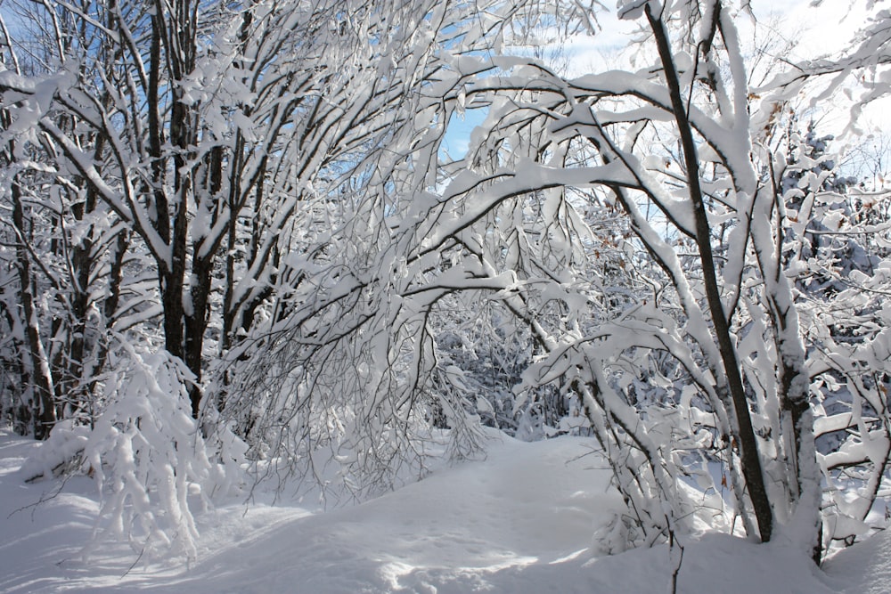 a snow covered path through a forest with lots of trees