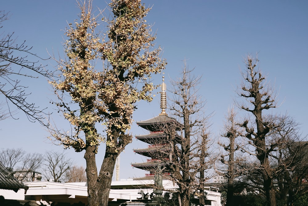 a tall tree sitting next to a tall building