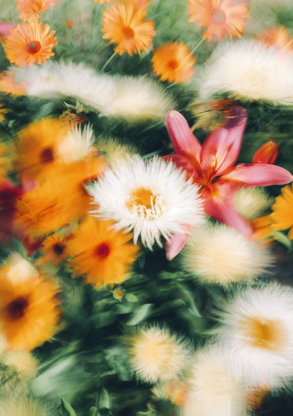 a bunch of flowers that are in the grass