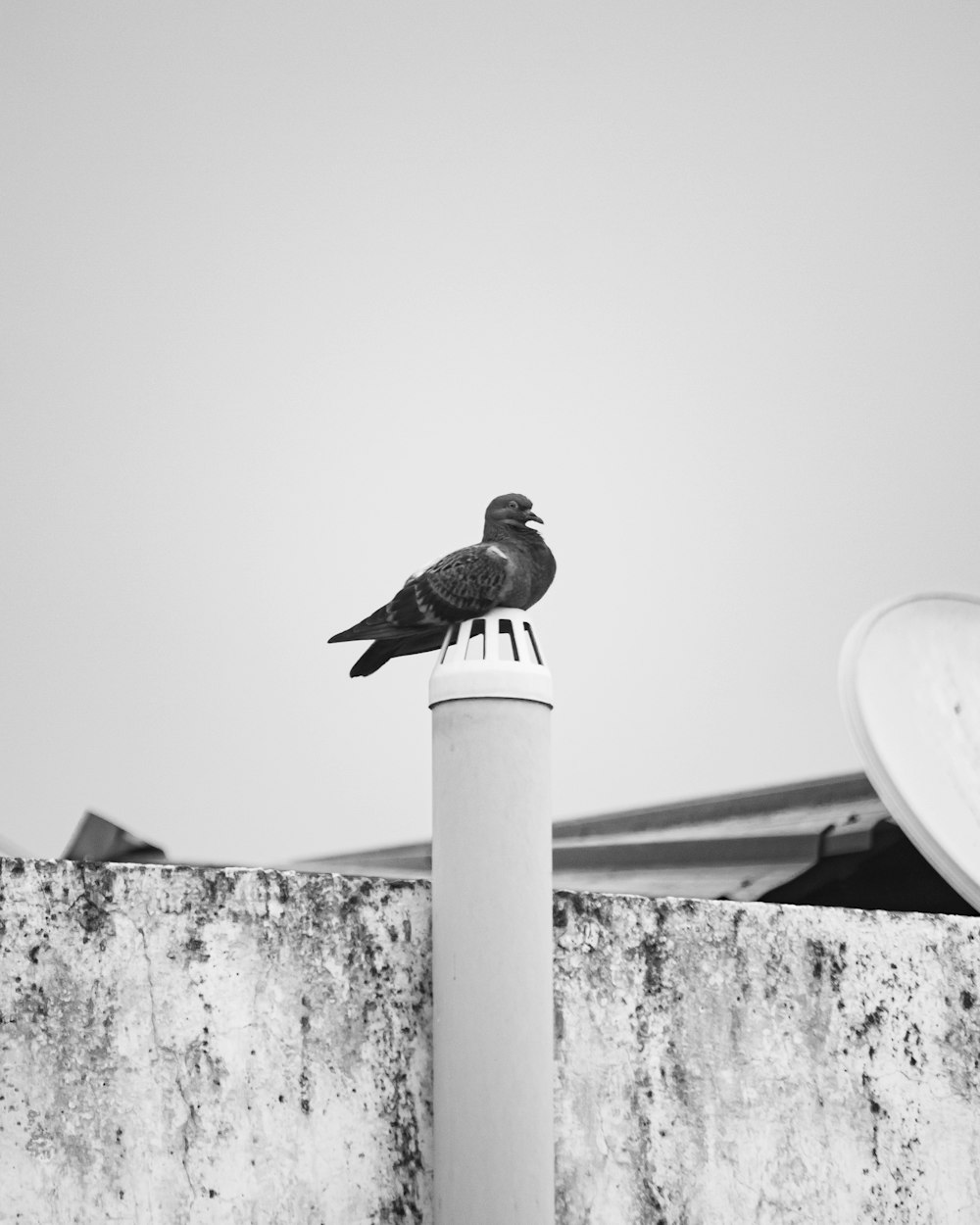 a black and white photo of a bird sitting on top of a pole