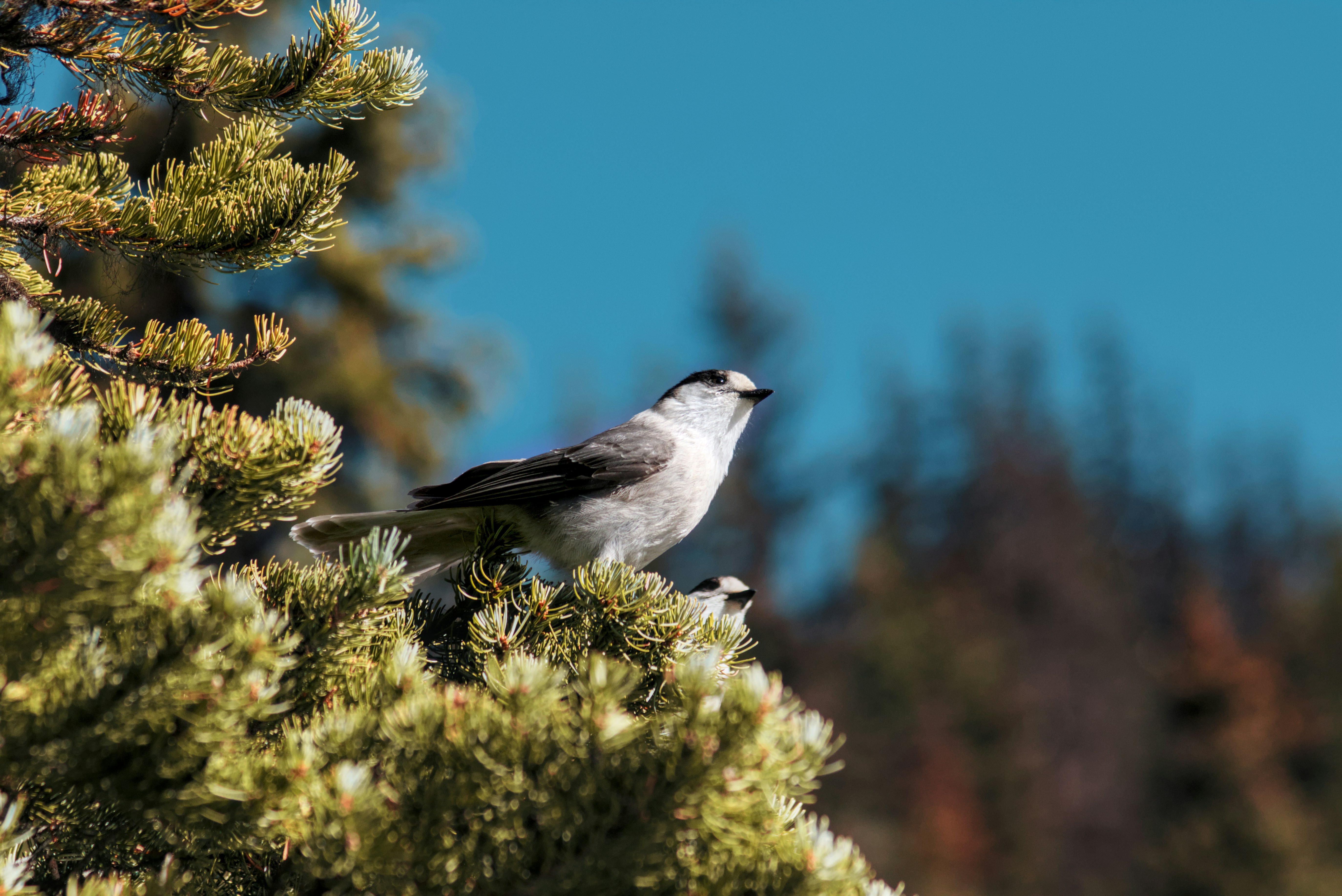 Photo by dcanadianphotographer