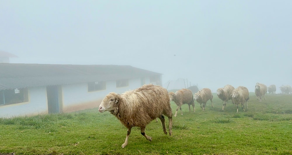 a herd of sheep walking across a lush green field