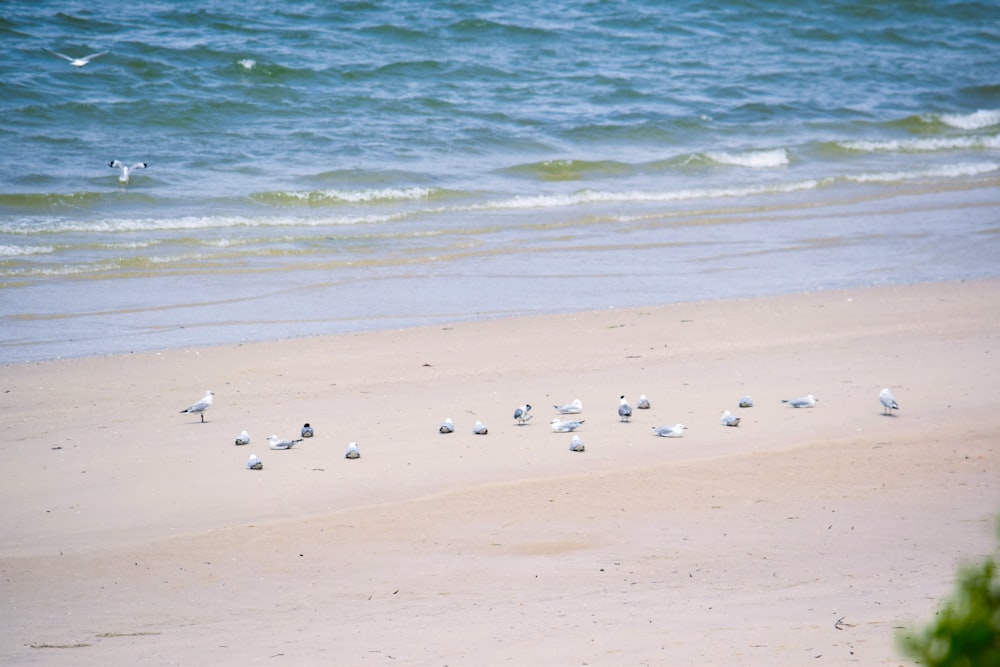 a flock of birds standing on top of a sandy beach