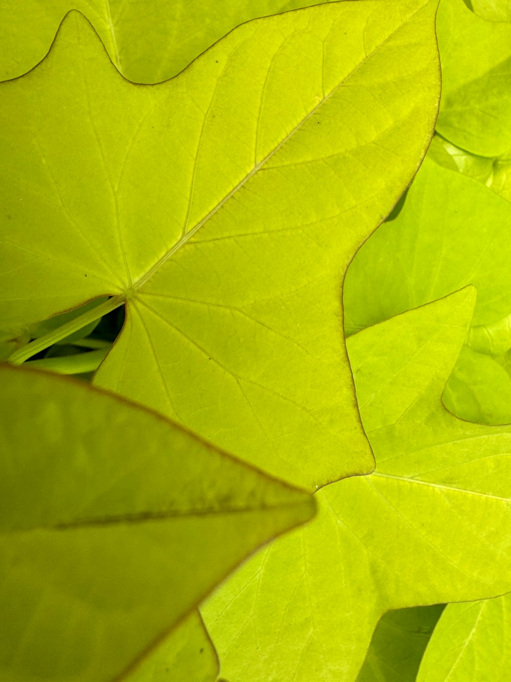 a close up of a green plant with leaves