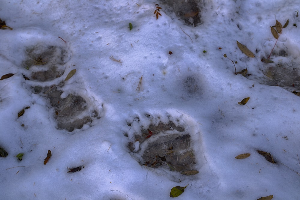 a dog paw prints in the snow