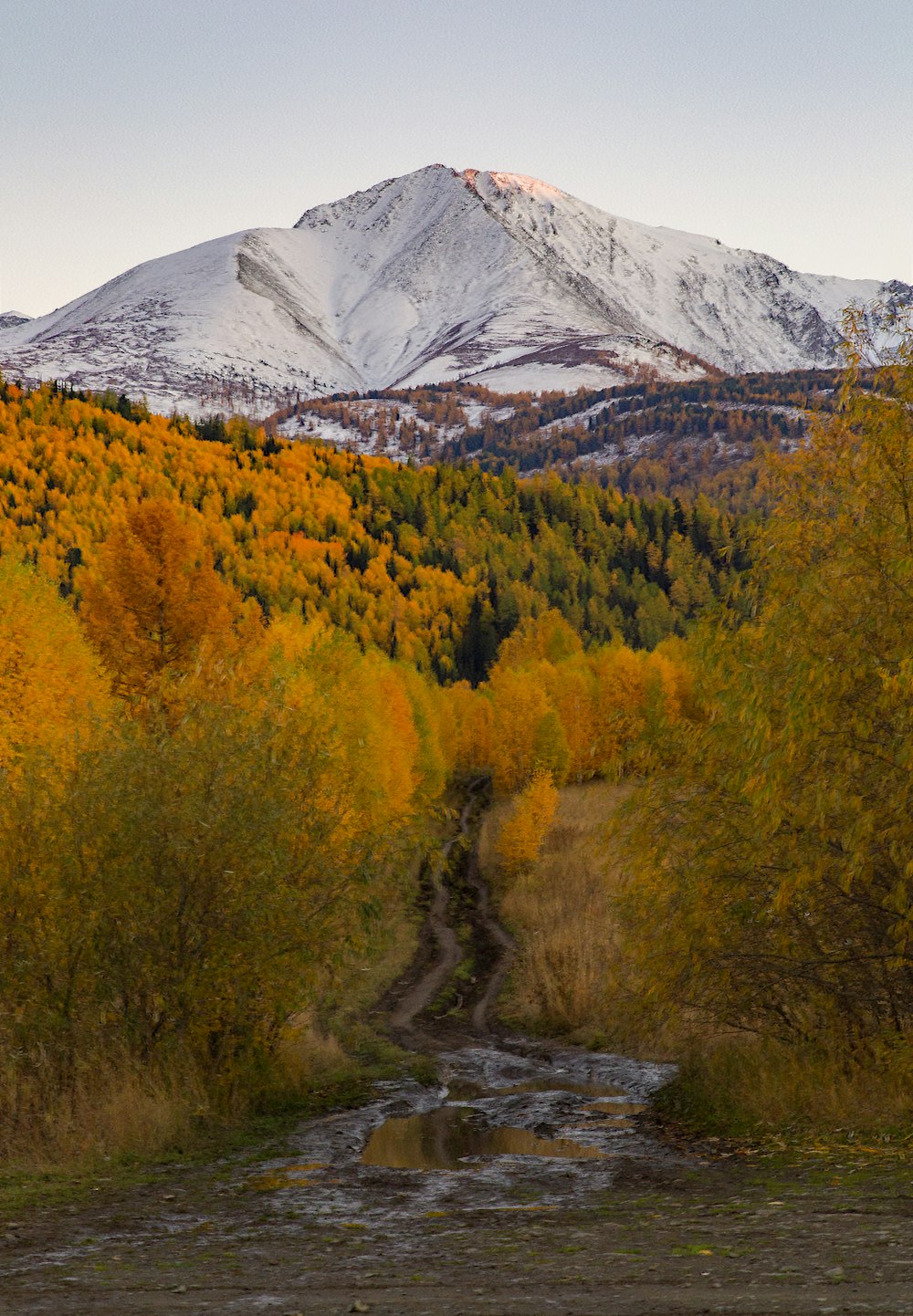 a dirt road surrounded by trees with a mountain in the background