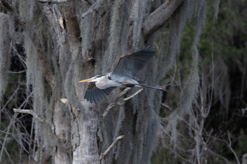 a bird that is flying near a tree