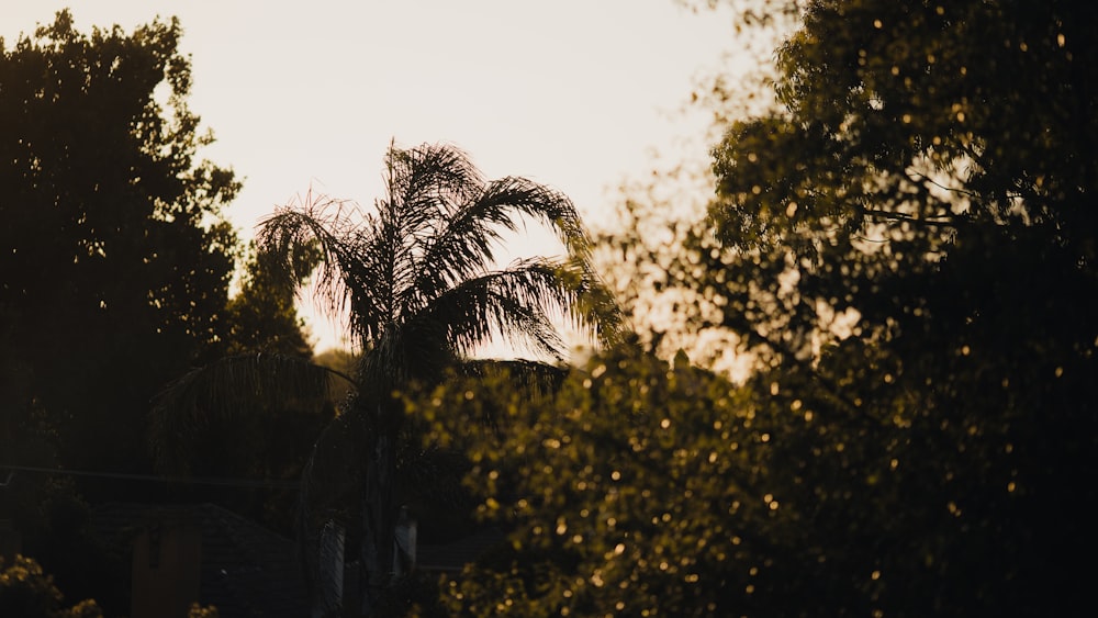 a view of trees and a building through the trees