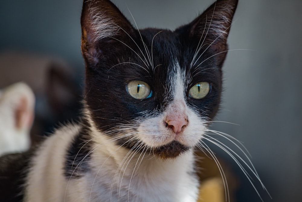 a black and white cat with yellow eyes looking at the camera