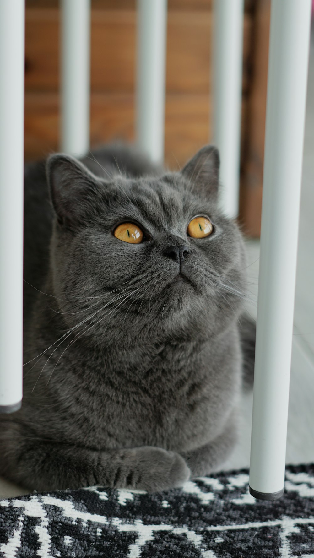 un gatto grigio sdraiato sopra una sedia bianca