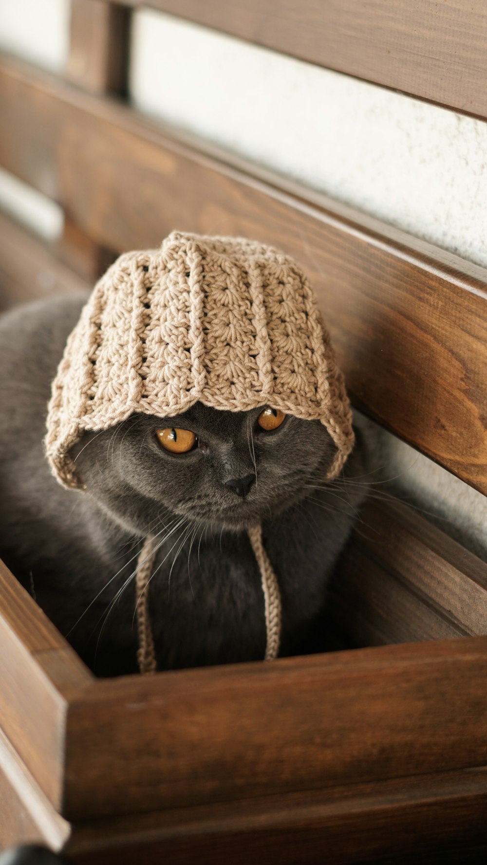 un gatto che indossa un cappello lavorato a maglia seduto su una panchina