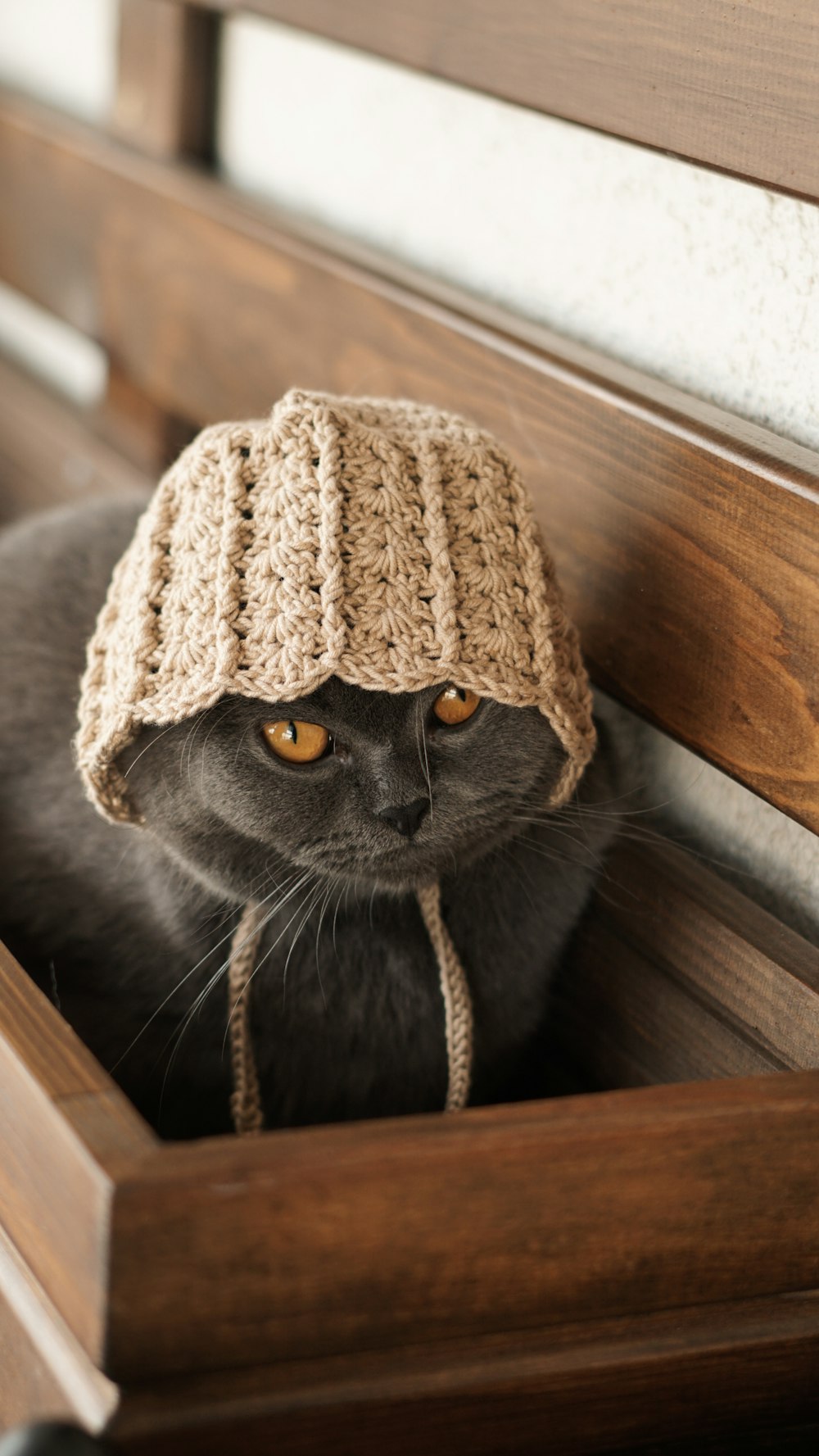 Un gato con un gorro de punto sentado en un banco