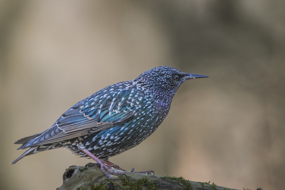 a blue bird sitting on top of a tree branch