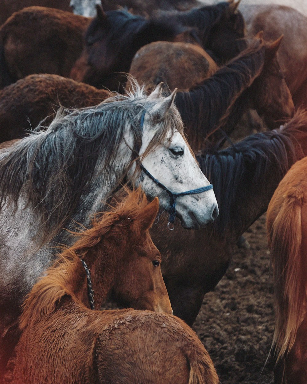 a herd of horses standing next to each other