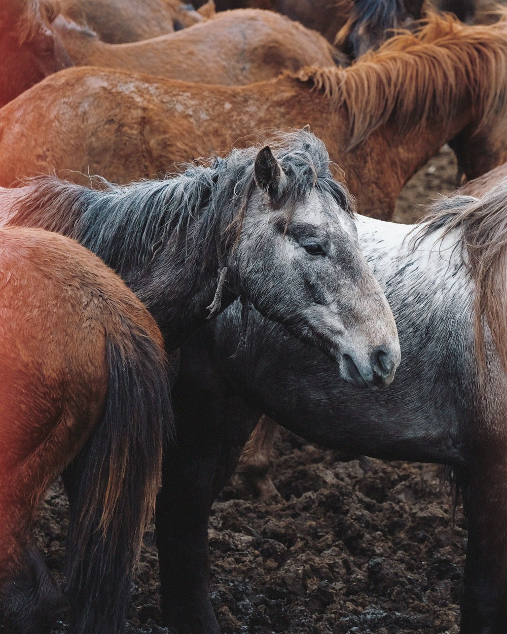 a group of horses standing next to each other