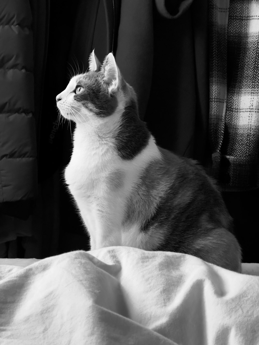 a black and white cat sitting on top of a bed