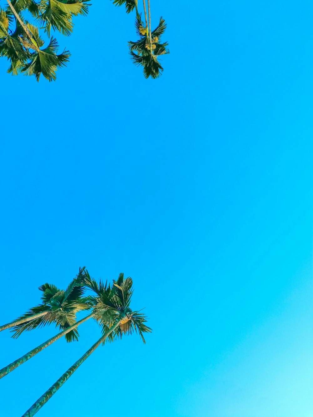 a clear blue sky with palm trees in the foreground