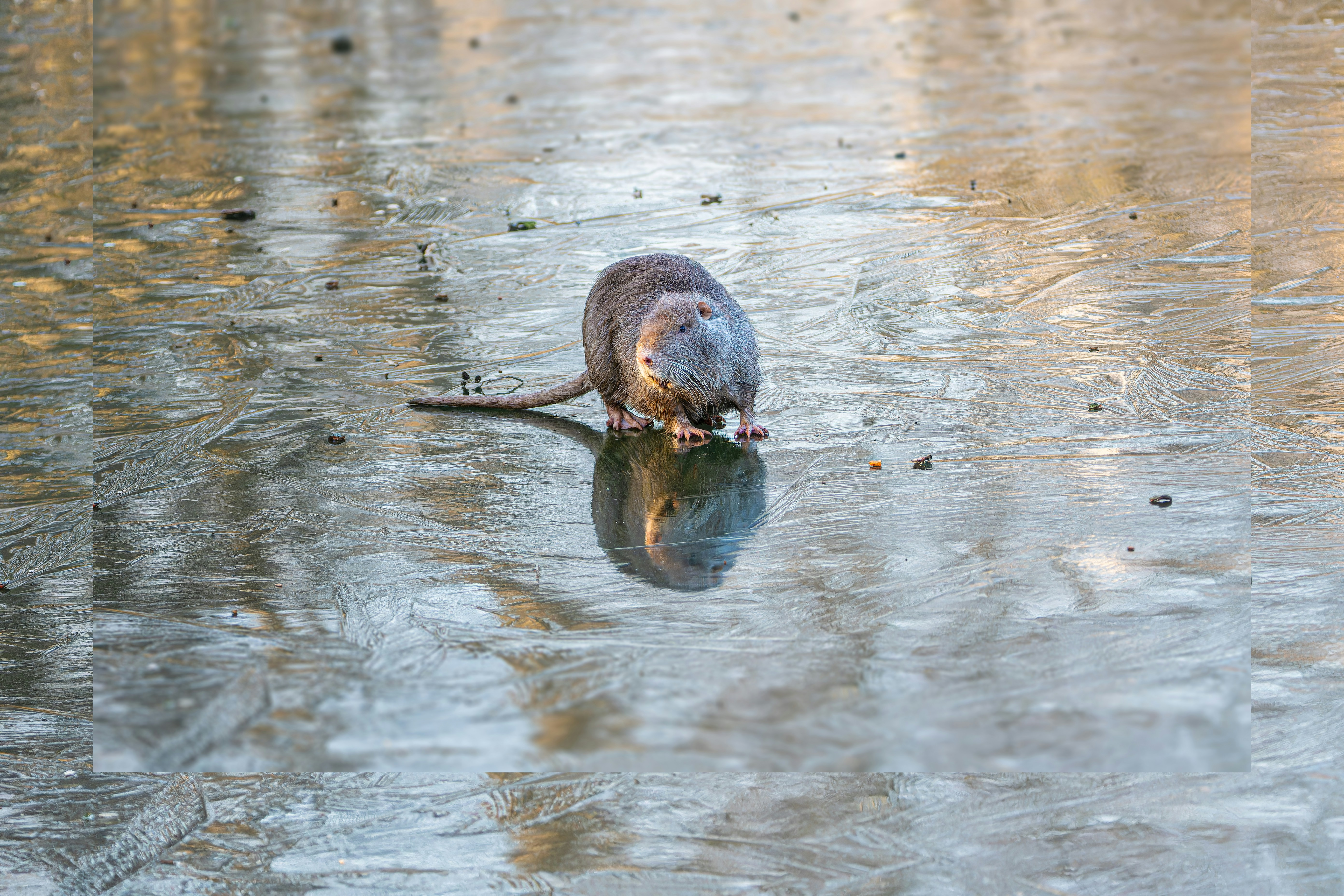 ein kleiner Vogel, der auf einer Wasserpfütze steht