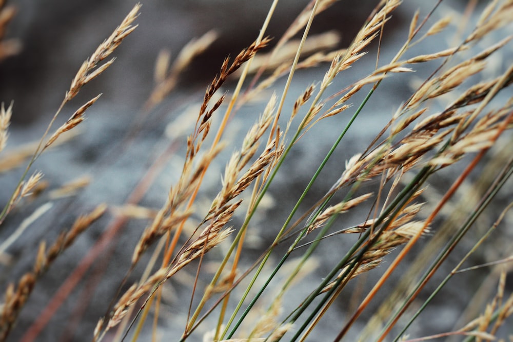 a close up of a bunch of tall grass