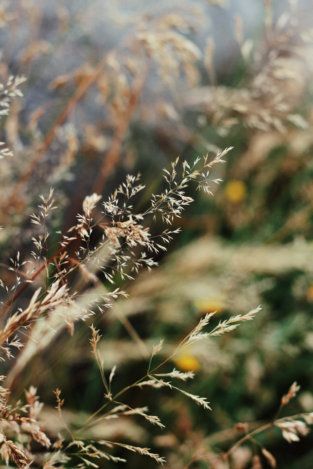 a close up of a plant with lots of leaves