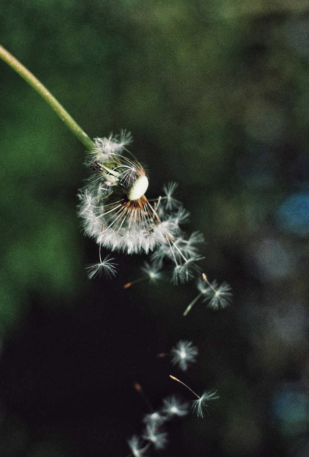 a dandelion blowing in the wind on a sunny day