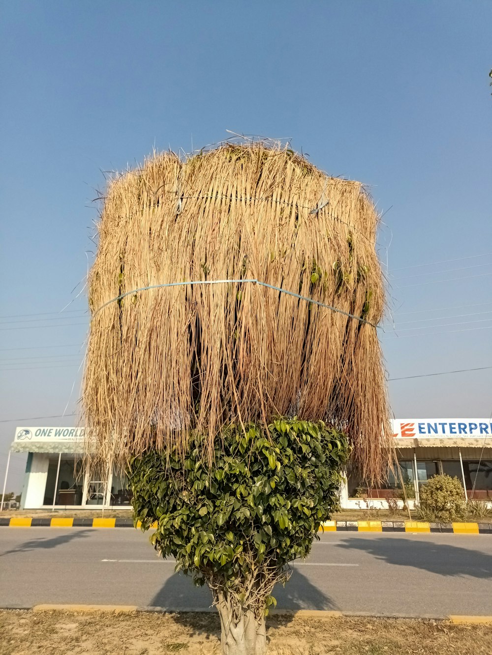 un grande albero con molte foglie di fronte a un edificio
