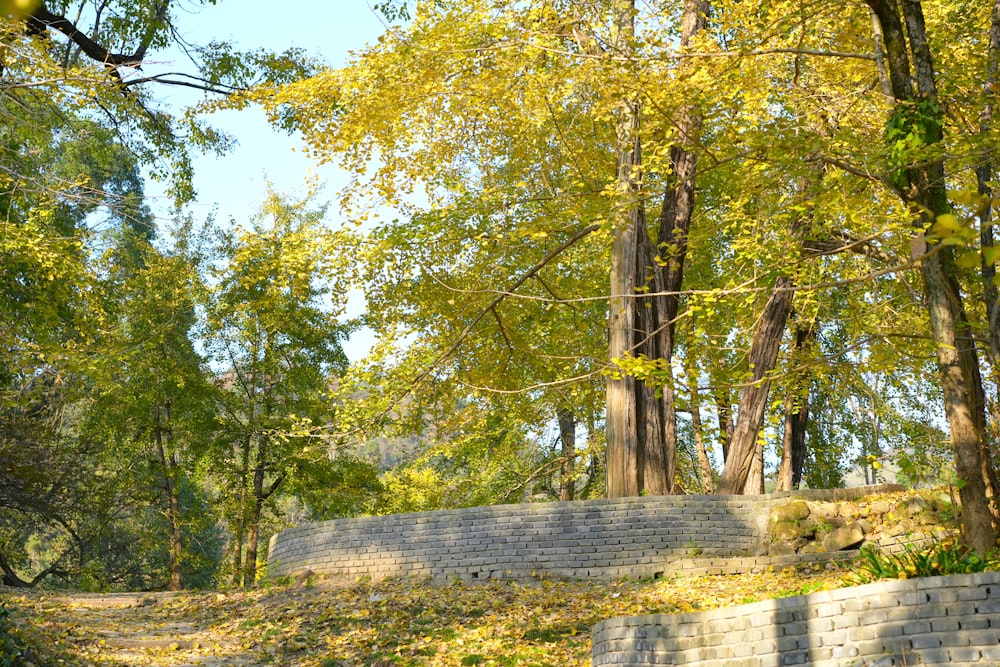 a stone wall in the middle of a forest