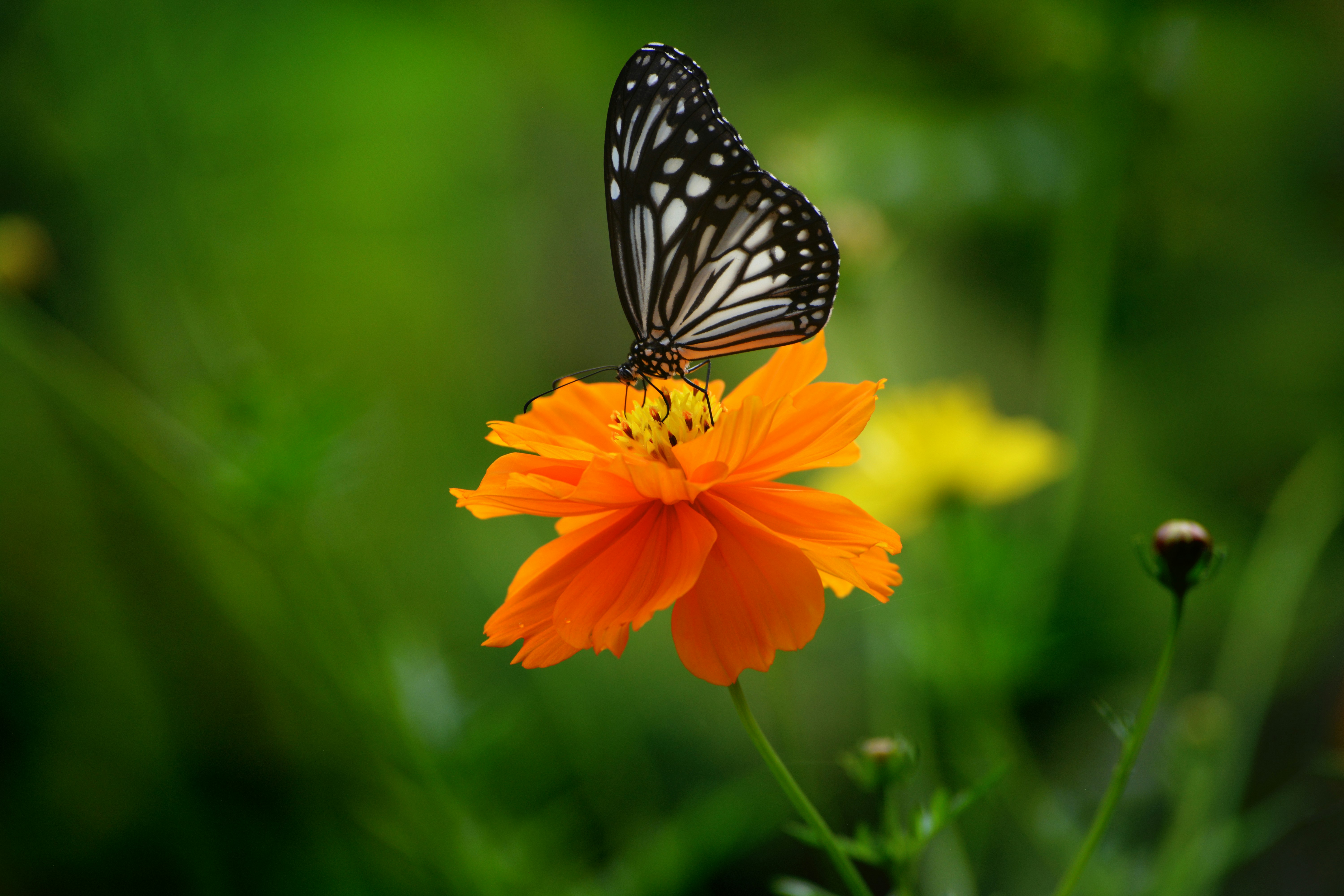 Photo by maheshkulal010